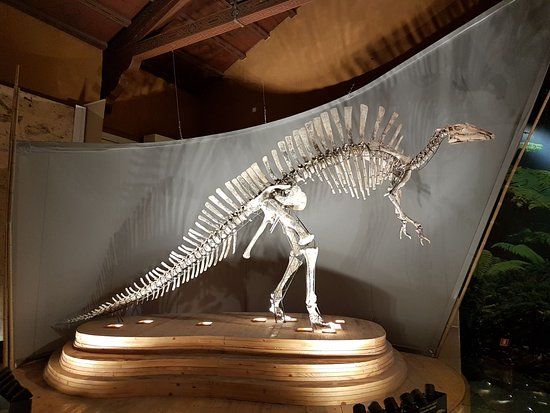 Musée d'Histoire Naturelle